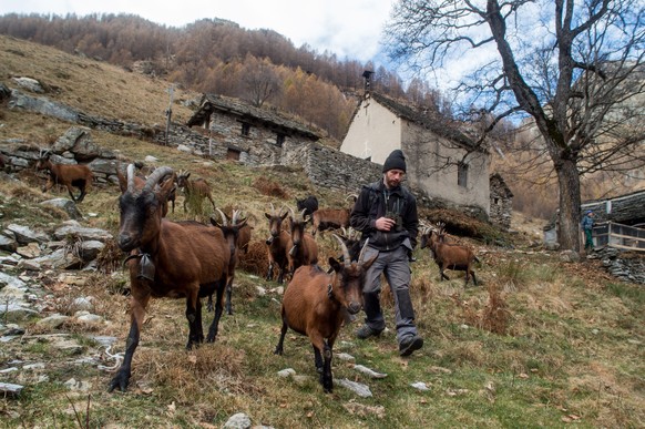 Christian Monaco fuehrt die Herde aus Gaemsen und Berg-Ziegen talwaerts beim traditionellen Alpabzug im auf dem Puscen Negro, 1343 m, im Tessin am Samstag, 28. November 2015. Die Familie Monaco bringt ...