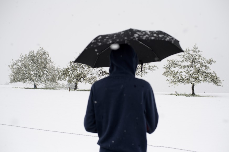 Ein Mann mit Schirm steht vor Obstbaeumen im Schnee, am Freitag, 28. April 2017, in Gams. (KEYSTONE/Gian Ehrenzeller)