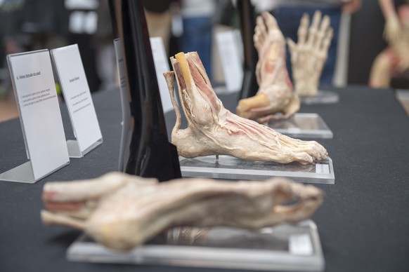 Plastinierte menschliche Fuesse in der Ausstellung &quot;Bodies Exhibition&quot;, am Sonntag, 7. Oktober 2018, in Bern. Die Ausstellung praesentiert 250 Exponate des menschlichen Koerpers, bestehend a ...