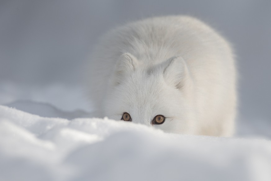 Polarfuchs