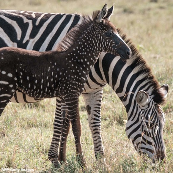 Normale Tiere und andere Dinge in besonderen Farben und darum von besonderer Schönheit.