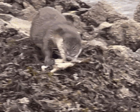 Animiertes GIF