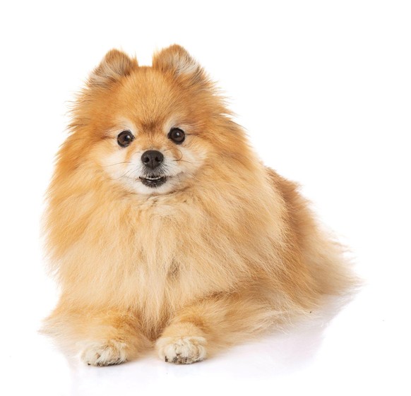Un Loulou de Poméranie Un Loulou de Poméranie