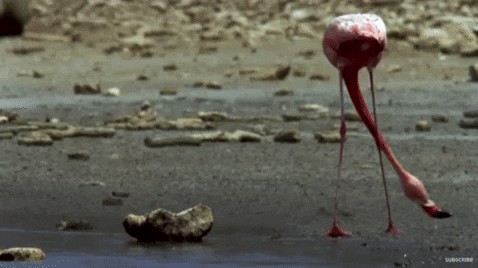 GIF animé