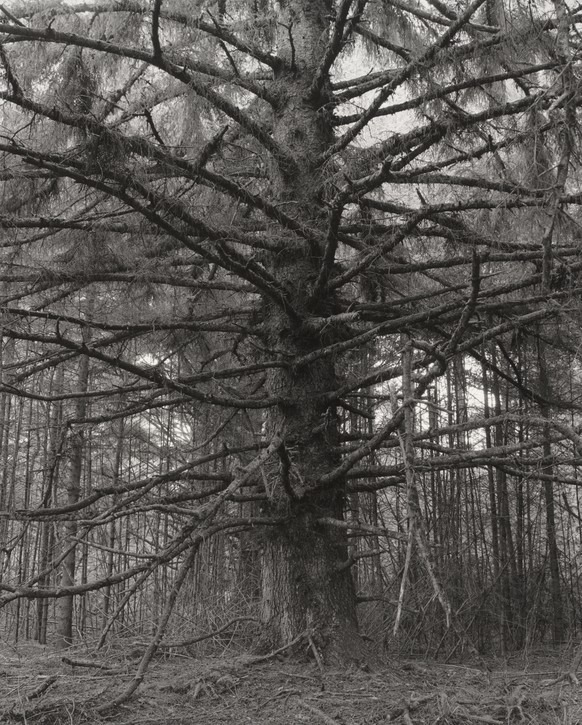 Sitka-Fichte, Cape Blanco Nationalpark, Curry County, Oregon, 1999 – 2000.