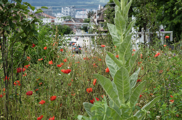 Blumen Biodiversität Zürich