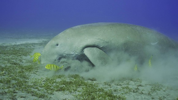 Creative Highlights World Dugong Dugong dugon frisst Algen auf einer Seegraswiese. Dugong in Begleitung eines Schwarmes von Goldstachelmakrelen Gnathanodon speciosus beim Fressen von Seegras, Rotes Me ...