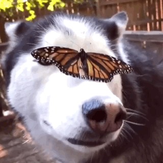 Dreimal dürft ihr raten, was jetzt kommt. (Jap, lustige Tierbilder)
Du hast da was auf der Stirn ...
