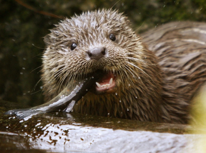 Beisst wieder Schweizer Holz: Der Fischotter.