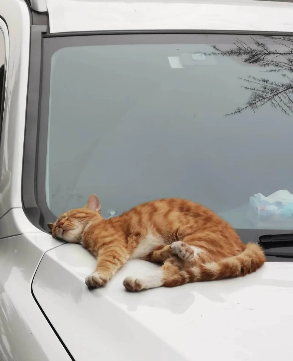 cute news tier katze

https://www.reddit.com/r/cats/comments/1gpj71z/give_me_advicesshould_i_wake_him_upiam_wondering/