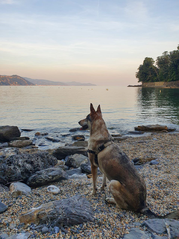 cute news animal tier hund dog

https://www.reddit.com/r/rarepuppers/comments/usazr8/a_rare_moment_where_she_is_not_trying_to_jump_in/