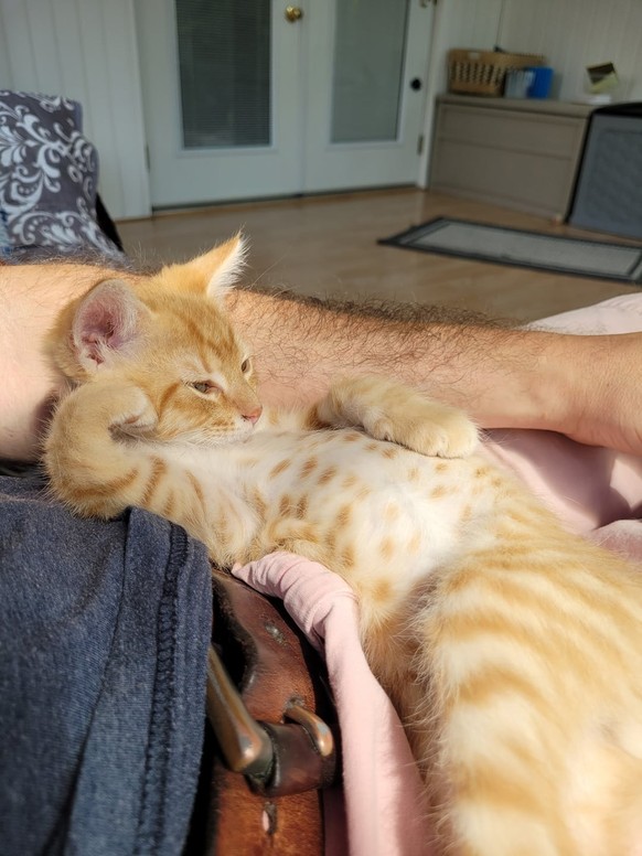 cute news tier katze

https://www.reddit.com/r/soupbelly/comments/1upibeg/soup_belly_bliss/