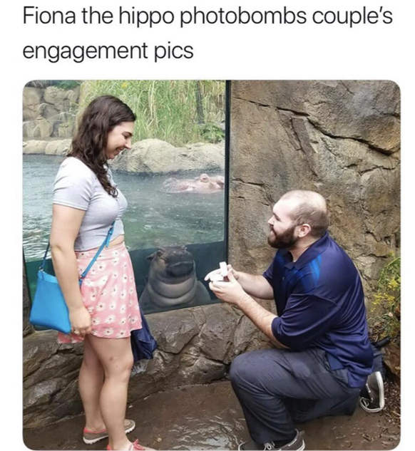 Kleines Nilpferd photobombt einen Heiratsantrag.