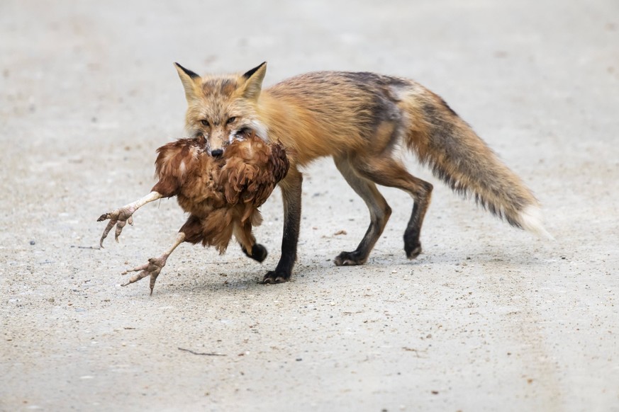 Chicken Thief. A Red fox Vulpes vulpes walks down road with a chicken it has stolen Fairbanks, Alaska, United States of America PUBLICATIONxINxGERxSUIxAUTxONLY Copyright: KennethxWhitten 33339553