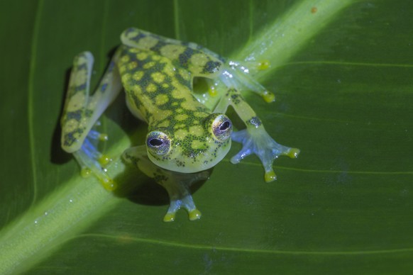 Reticulated glass frog Hyalinobatrachium valerioi La Selva Field Station, Costa Rica. PUBLICATIONxINxGERxSUIxAUTxONLY 1589712 PhilxSavoie