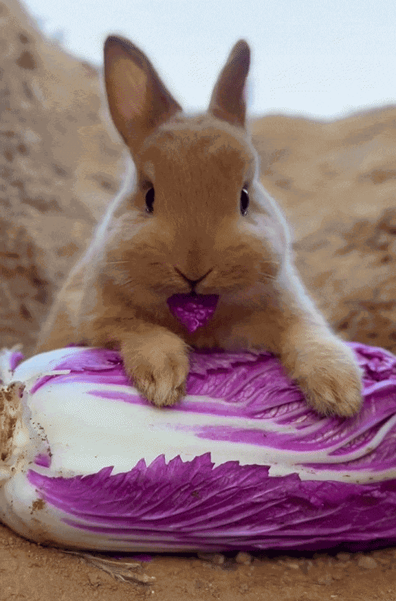 Animiertes GIF