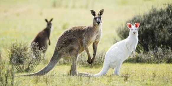 Normale Tiere und andere Dinge in besonderen Farben und darum von besonderer Schönheit.