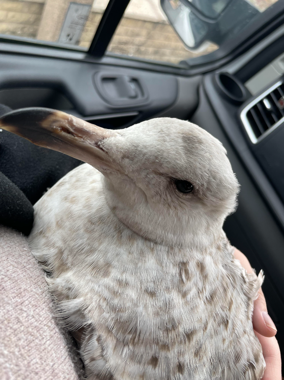 Optische Täuschung: Vogel oder Hase?