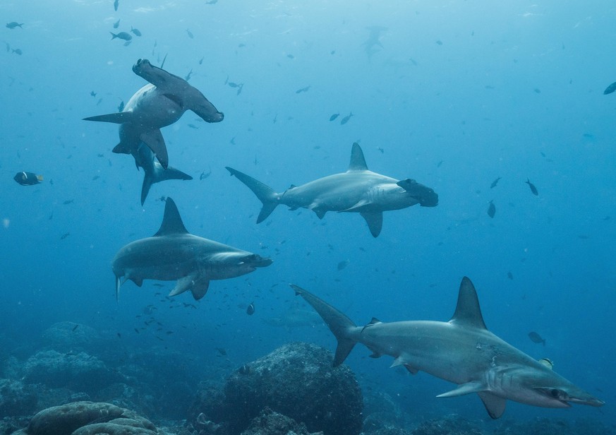 epa09340502 An undated handout photo made available by Pelayo Salinas of the Charles Darwin Foundation of various sharks in the waters of the Galapagos Islands, including female hammerheads. A veil of ...