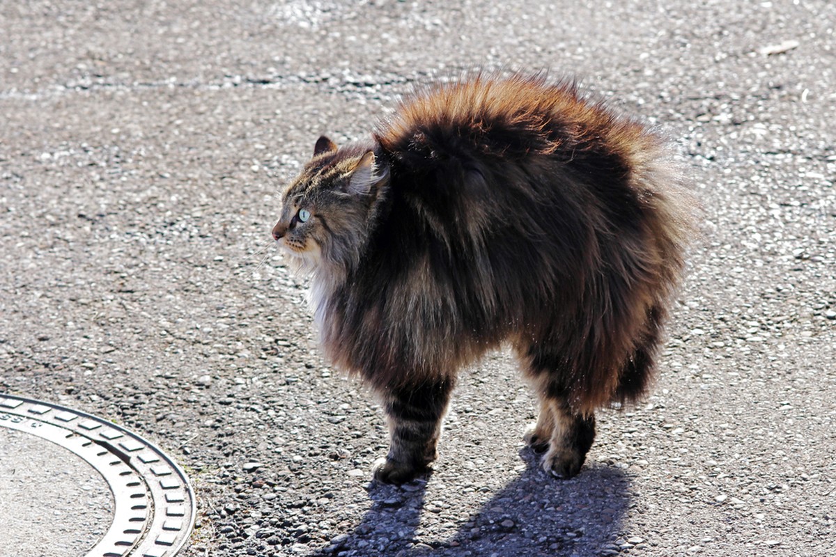 Katze mit aufgeplustertem Fell