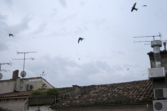 Common swift in the town (Apus apus)