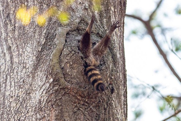 The raccoon was just waking up and stretching. We have a raccoon in this tree every so often, sometimes for a night and sometimes for a month.