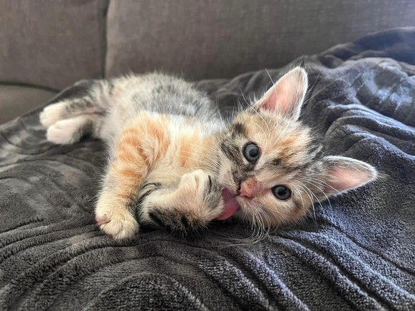 Cute news about a little animal cat https://www.reddit.com/r/CatsBeingCats/comments/17vag8x/whats_the_coolestmost_unique_colored_cat_youve/