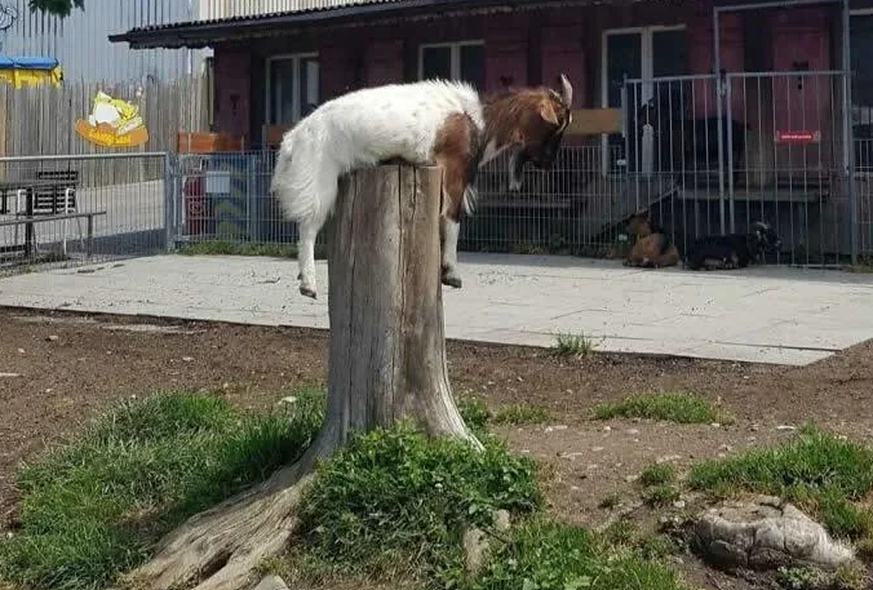 Lustige Fails: Ziege hängt auf Baum