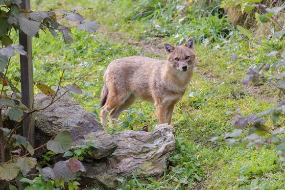 Ein Goldschakal (Canis aureus) steht auf einer grünen Wiese zwischen Büschen und Felsen A golden jackal (Canis aureus) stands on a green meadow between bushes and rocks Copyright: imageBROKER photohol ...