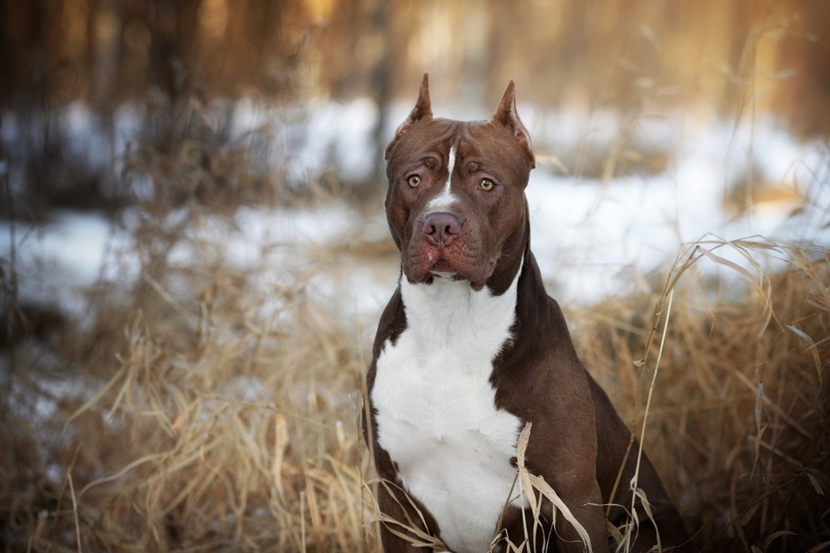 American Pitbull Terrier