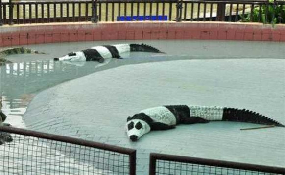 Panda-Krokodile