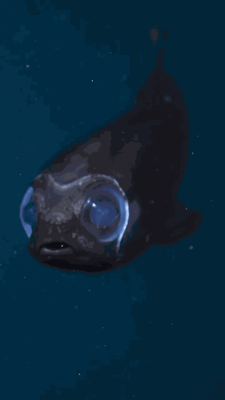 Animiertes GIF