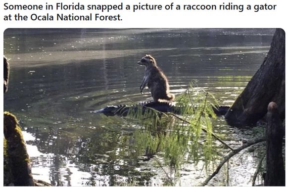 <p><a href="https://www.watson.ch/spass/usa/273811483-neulich-in-florida-irre-dinge-die-du-nur-im-sunshine-state-siehst">Hier</a> geht's zur Story.</p>