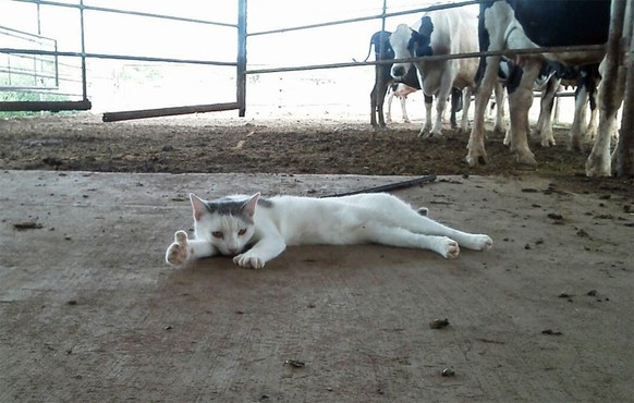 Katze posiert vor Kühen