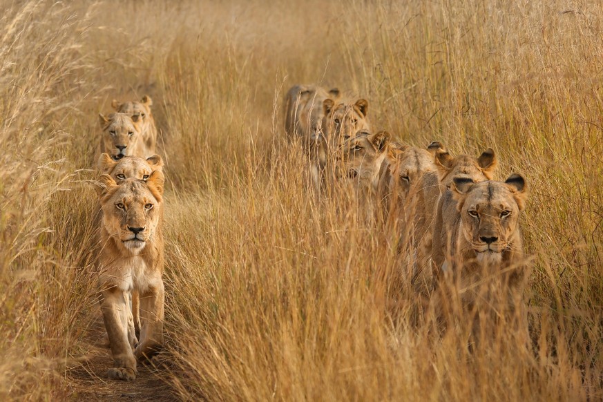 In the African savannah, as the dry season approaches and the grass turns yellow, lions become even more elusive and blend seamlessly into their surroundings.  While Torie followed her footprints on...