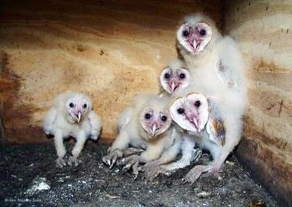 cute news tier eule

https://www.reddit.com/r/NatureIsFuckingLit/comments/135hfqq/baby_barn_owl_and_glow_up_version/