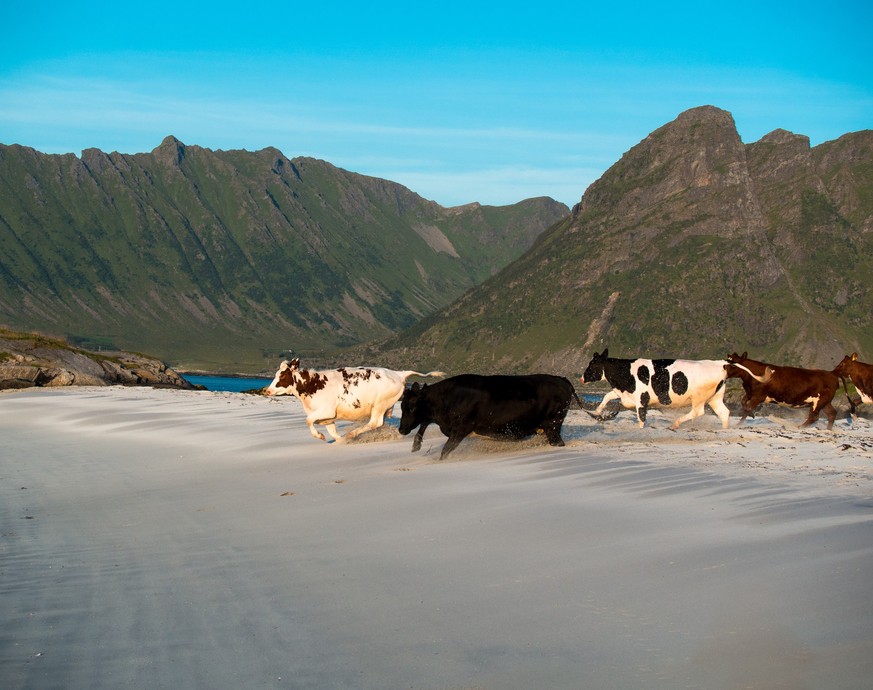Herd of young cows is running along the beach on a background of mountains and blue sky