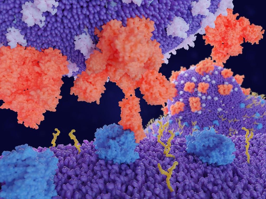 Die Bindung des (roten) Coronavirus-Spikproteins an einen ACE2-Rezeptor (blau) an eine menschliche Zelle führt zur Penetration des Virus in die Zelle, wie im Hintergrund dargestellt.