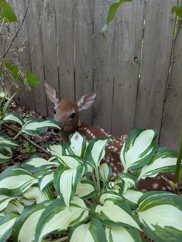 cute news tier reh

https://www.reddit.com/r/aww/comments/1l7yo7s/accidentally_stumbled_upon_this_little_deer_in_my/