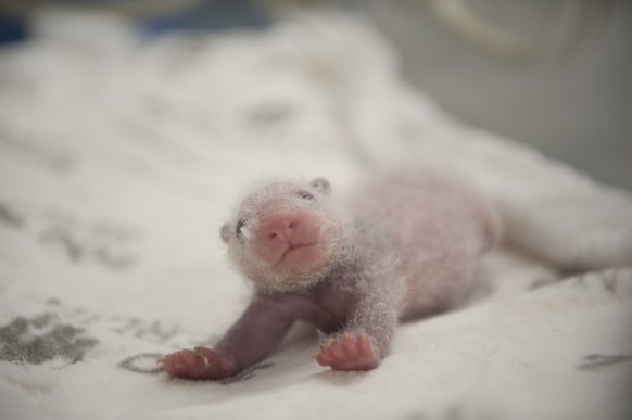 epa07839772 A handout photo made available by the Berlin Zoo shows one of the newborn panda cubs at the Zoo Berlin, Germany, 12 September 2019 (issued 13 September 2019). The two baby pandas were born ...