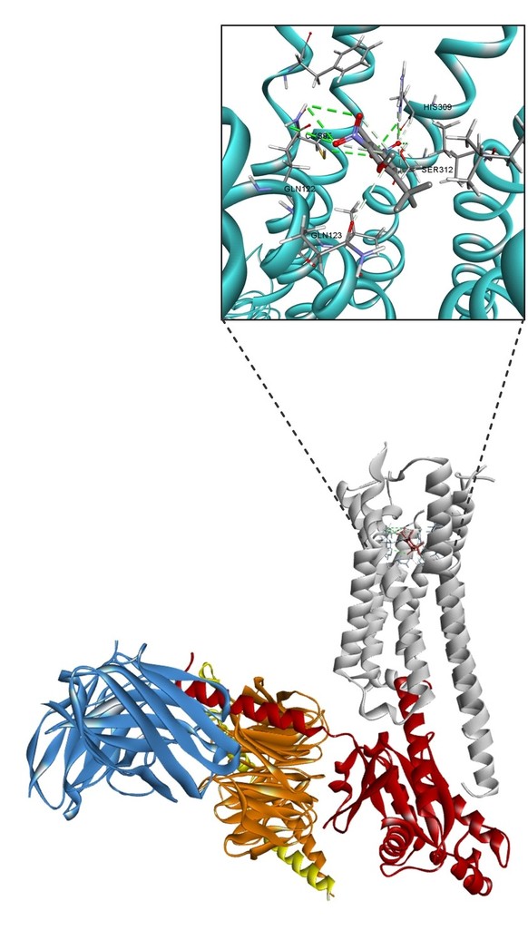 Molecular docking predicts the potential binding sites between musk ambrette and KISS1R.
https://academic.oup.com/endo/article/165/10/bqae103/7749689