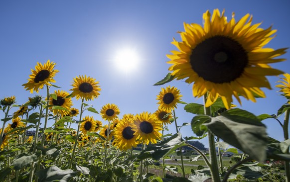 Die Sonne brennt ueber einem Sonnenblumenfeld, waehrend der heissen Sommertage am Dienstag, 19. Juli 2022 bei Bremgarten im Kanton Aargau. (KEYSTONE/Urs Flueeler) Die aktuelle Hitzewelle hat ihren vor ...