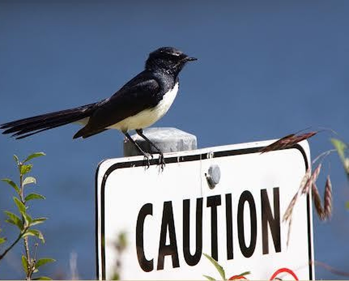 cute news tier Gartenfächerschwanz vogel

https://www.reddit.com/r/Awwducational/comments/1fdmjkc/the_willie_wagtail_is_aggressively_territorial/