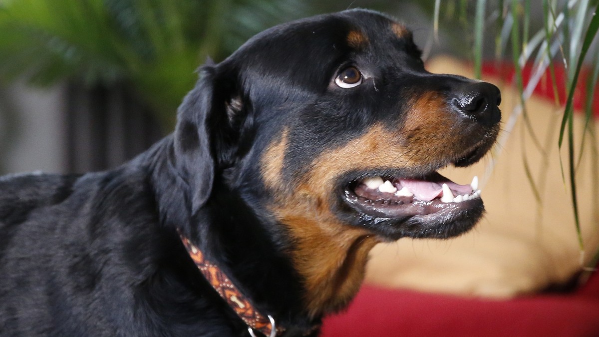 In this April 2, 2015 photo, two year old Rottweiler Brutus, who was recently fitted with prosthetics on all four paws, and is currently learning to use them, waits to go for a walk at his owner' ...