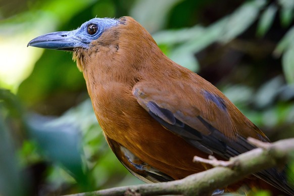 cute news tier vogel Kapuzinerkotinga