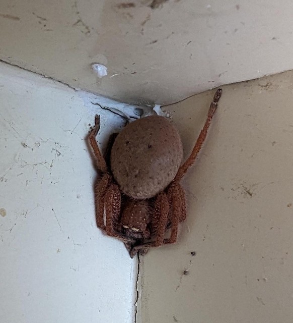 Creepy nature - Spinne in Australien