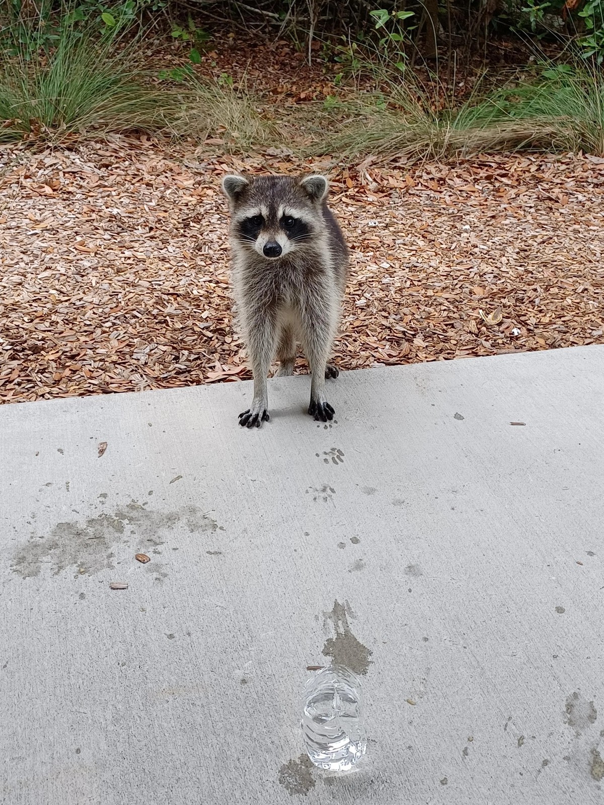 cute news tier waschbär

https://www.reddit.com/r/Raccoons/comments/18ktnp3/here_is_steven/
