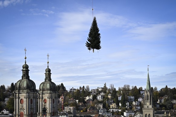 Der traditionelle Christbaum wird auf den Klosterhof vor der Stiftskirche geflogen, am Montag, 7. November 2022, in St. Gallen. Das diesjaehrige Exemplar ist rund 18 Meter hoch und dreieinhalb Tonnen  ...