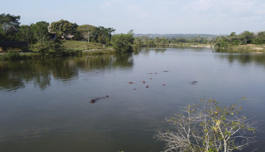 Hippos float in the lake at Hacienda Napoles Park, once the private estate of drug kingpin Pablo Escobar who imported three female hippos and one male decades ago in Puerto Triunfo, Colombia, Thursday ...