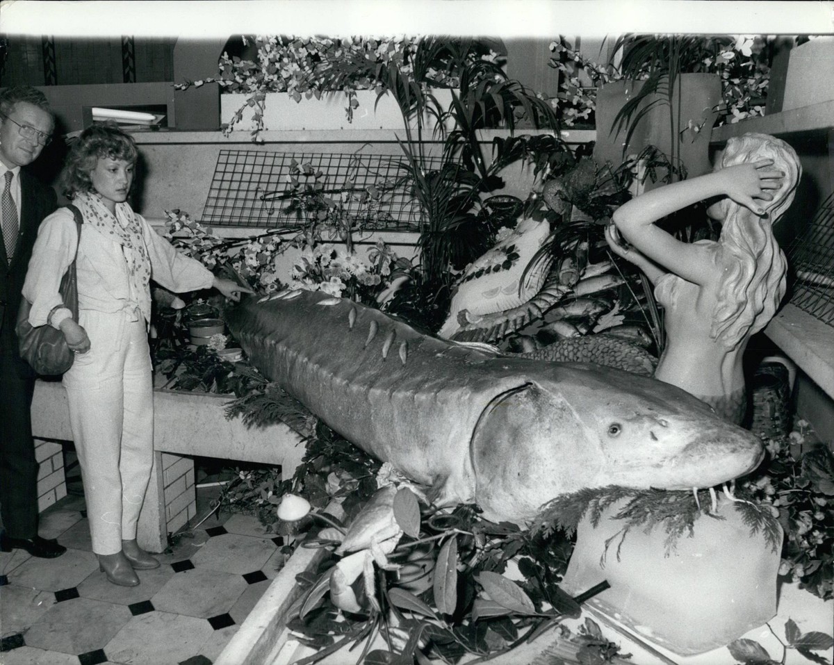 Oct. 10, 1977 - Giant Sturgeon Caught Off The Dogger Bank. The Gap - Toothed monster Sturgeon, weighing 507 ponds and 12 ft long was caught by the British trawler Domeioa, in the North Sea off the Dog ...